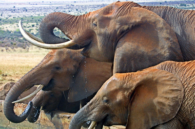 巨大な牙持つ希少なゾウ、密猟者らに殺される ケニア