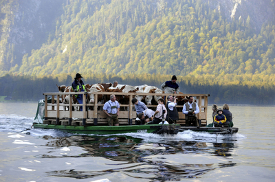 ひと夏越えて牛たちが山からの里帰り、ドイツ