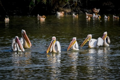 海南島・羊山湿地に国家保護動物のモモイロペリカンが現れる