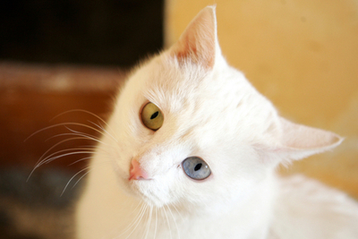 ネコののど鳴らす音、気づいて欲しいときは高周波 英研究