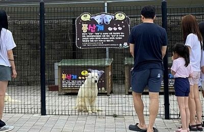 南北融和の象徴だった豊山犬の子、保護施設送りに…韓国国会で「国家の責任」追及の声