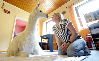 賃貸アパートで暮らすラマ、ドイツ