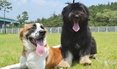 韓国の在来犬サプサル犬、絶滅危機から復活…最新技術で遺伝的多様性を維持