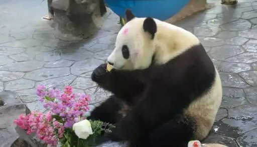 上海野生動物園でジャイアントパンダの「誕生日月間」