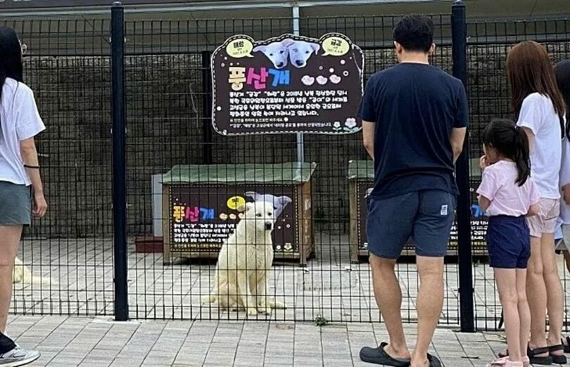 北朝鮮から贈られた豊山犬「コミ」が産んだ「クムガン（現在の名前はヨルム）」＝動物自由連帯提供(c)news1