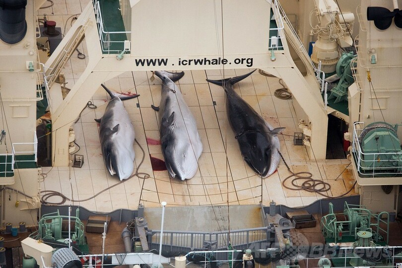 シー・シェパードが日本の捕鯨船団発見、4頭の死を確認と発表