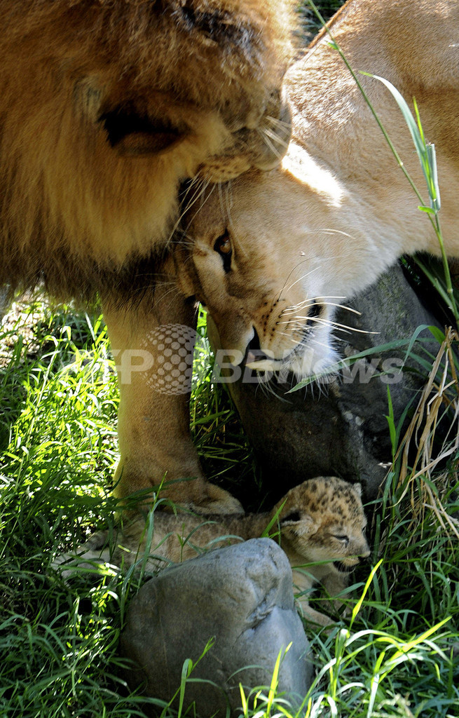にゃんこじゃないよ、百獣の王だよ