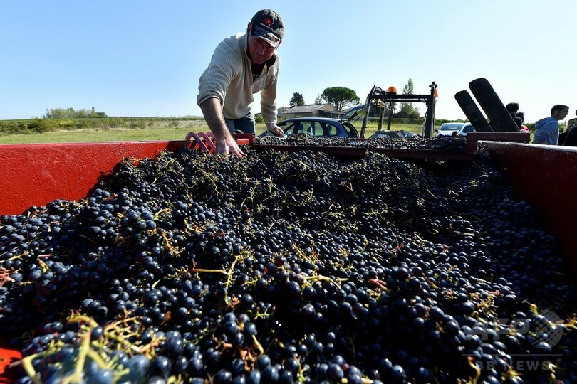 仏ボルドーでブドウ計7トン盗難、不作が影響か
