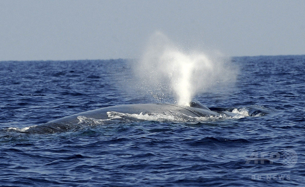 クジラの体長縮小、個体群崩壊の前兆か 研究 クジラの体長縮小、個体群崩壊の前兆か 研究