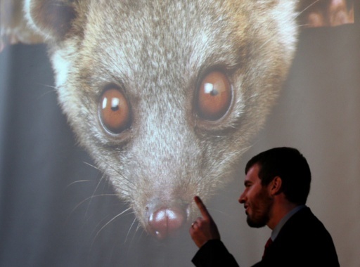 テディベア似の新種小動物 南米の森で発見 写真10枚 国際ニュース Afpbb News