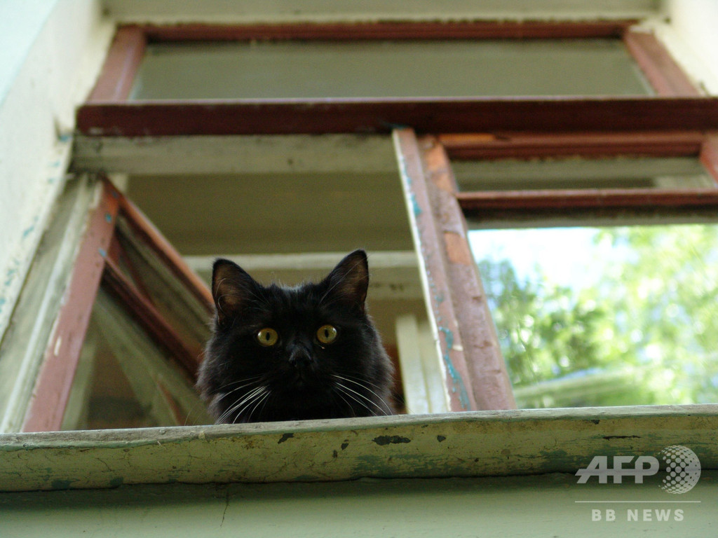 博物館の名物猫、不可解な誘拐事件に巻き込まれる ロシア 博物館の名物猫、不可解な誘拐事件に巻き込まれる ロシア