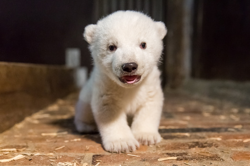 ベルリン動物園 シュタイフ ホッキョクグマ クヌート 113147 シュタイフ ベルリン動物園 クヌートぬいぐるみ - メルカリ