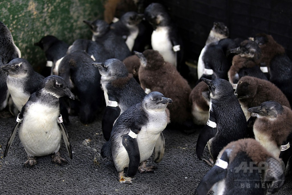 アフリカペンギン、生態系の「わな」で餓死か アフリカペンギン、生態系の「わな」で餓死か