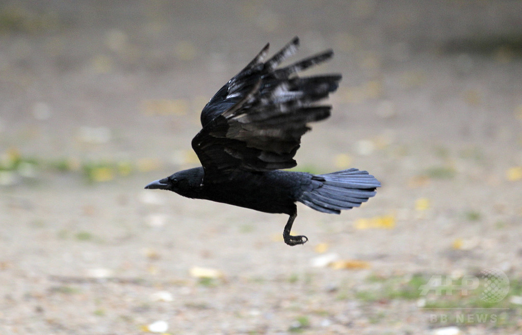 名物カラスの仕業? 襲撃相次ぎ郵便配達中止 カナダ 名物カラスの仕業? 襲撃相次ぎ郵便配達中止 カナダ