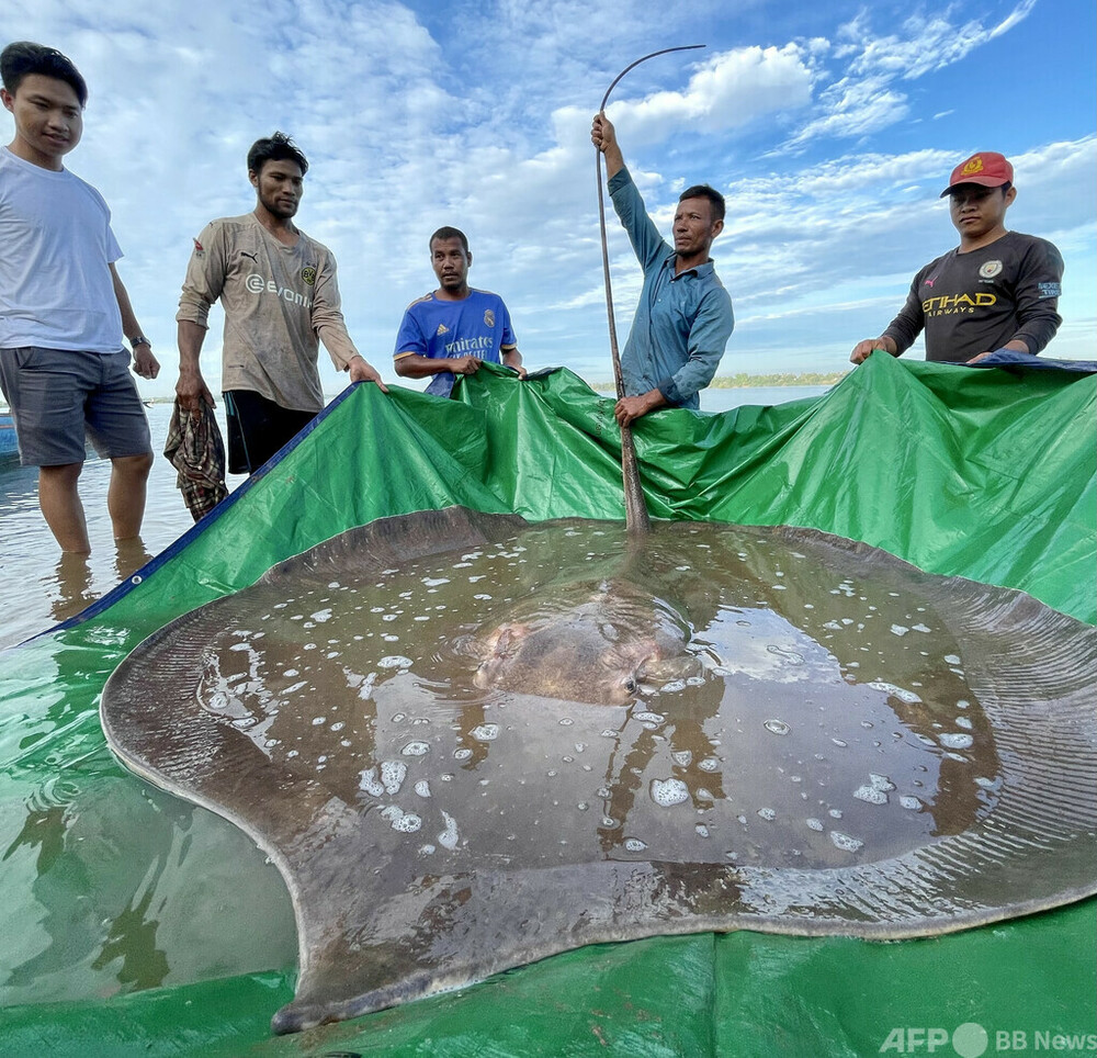 体長4mの巨大淡水エイを釣り上げる カンボジア 写真4枚 国際ニュース 体長4mの巨大淡水エイを釣り上げる カンボジア 写真4枚 国際ニュース