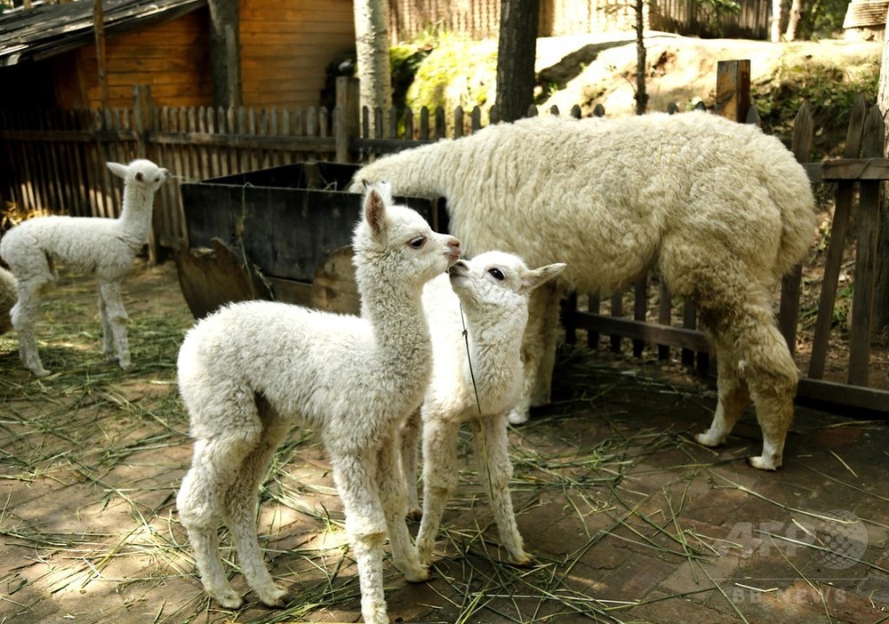 アルパカの赤ちゃん3頭生まれる チベットの動物園、お母さんは南米