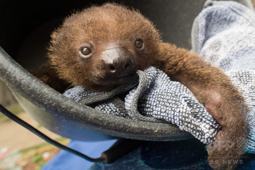 木にぶら下がるのはいつ 生後1か月のナマケモノの赤ちゃん 独 写真5枚 国際ニュース Afpbb News