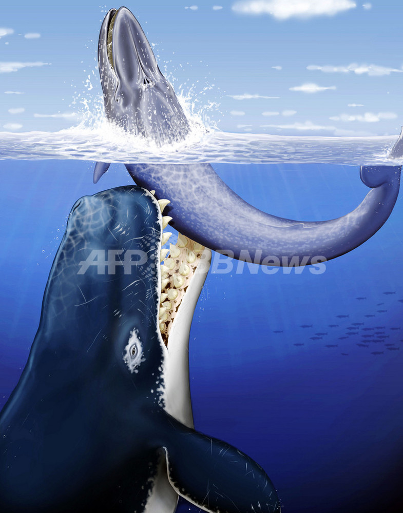 クジラもぺろり、古代の巨大マッコウクジラは「海の殺し屋」 写真1枚 