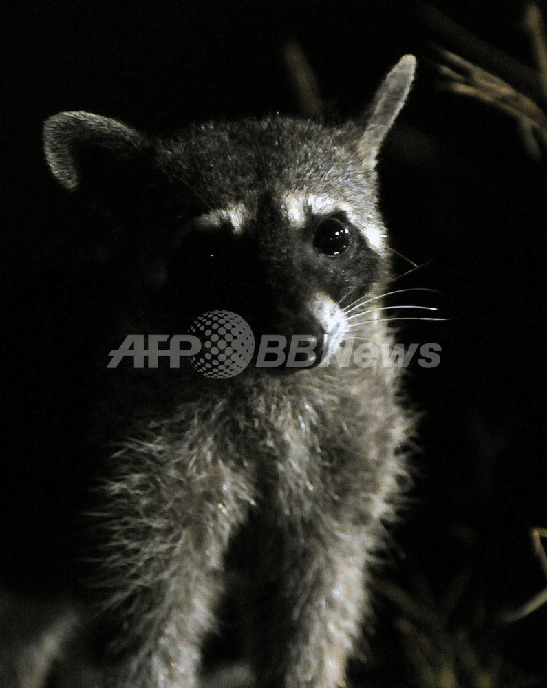 カニクイアライグマ、カニも洗うカニ? 写真5枚 国際ニュース:AFPBB News