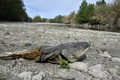 フランス・リブザルトで、干上がったアグリ川の底に残されたナマズの死骸（2023年4月27日撮影）。(c)RAYMOND ROIG / AFP