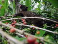 インドネシア・バリ（Bali）島のコーヒー農園でコーヒーの実を食べるジャコウネコ（2011年2月7日撮影）。(c)AFP/Sonny TUMBELAKA