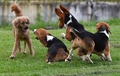 パナマのトクメン国際空港で他の犬と遊ぶ「ミリ」（左、2022年7月27日撮影）。(c)Luis ACOSTA / AFP