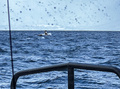 ノルウェー北部ライノヤ島で起きた雪崩で流された家。ノルウェー海難救助協会提供（2023年3月31日撮影）。(c)AFP PHOTO