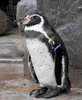 フンボルトペンギンのグレープ君。東武動物公園提供（2017年9月27日撮影、同年10月14日提供）。(c)AFP/TOBU ZOO