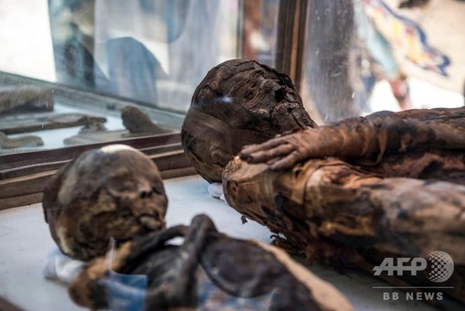 エジプトでハヤブサ、ネズミのミイラ50体発見、観光客にPR 写真13枚