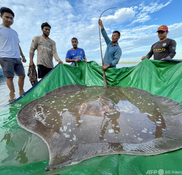 体長4mの巨大淡水エイを釣り上げる カンボジア 写真4枚 国際ニュース：AFPBB News