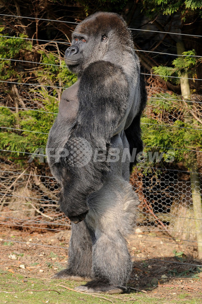 背筋ピーン！二本足で歩くゴリラが人気 英国 写真5枚 国際ニュース