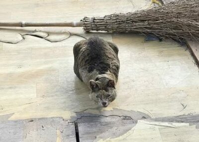 山火事の中を生き延びた奇跡…韓国・全身やけどの妊娠猫、救出される