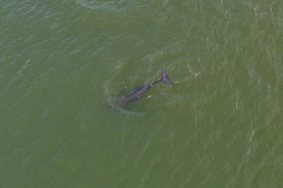 中国・長江に放流されたスナメリ4頭は生き延びられるか