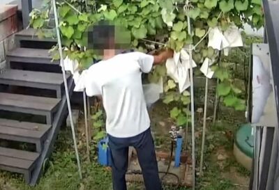 「あたかも農場の所有者」ブドウを収穫、その場で食べる…韓国・中年男性の“堂々たる”ふるまい