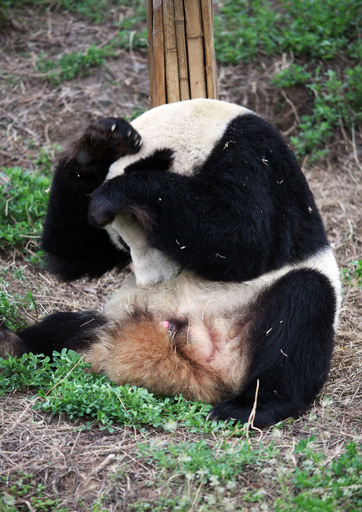 飼育場入れ替え、ジャイアントパンダの繁殖促進　中国