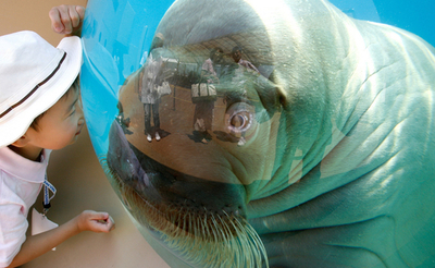 横浜・八景シーパラダイスで「ふれあいラグーン」が27日にオープン