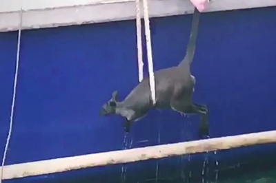 豪シドニー湾で泳ぐワラビー、フェリーが救出 犬に追われ飛び込む？
