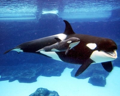 シャチの尾びれに弾かれ、飼育員が負傷 - 米国