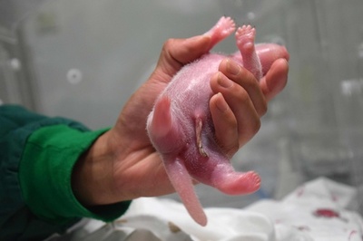 世界初、野生個体と交配の飼育パンダが出産 中国