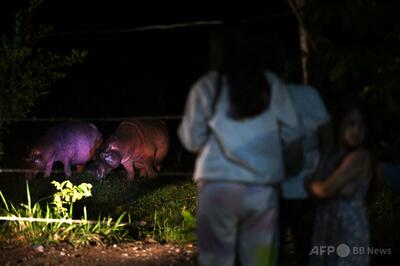 野生化した麻薬王のカバ80頭、印大富豪の息子が引き受けを提案