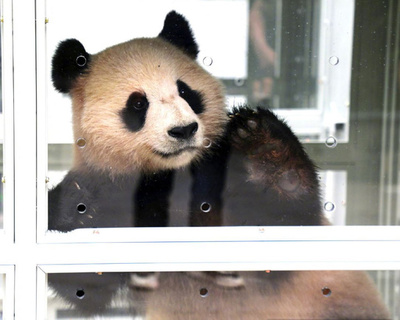 ジャイアントパンダ「四海」「京京」がカタールへ