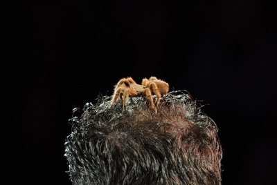 頭上にタランチュラ