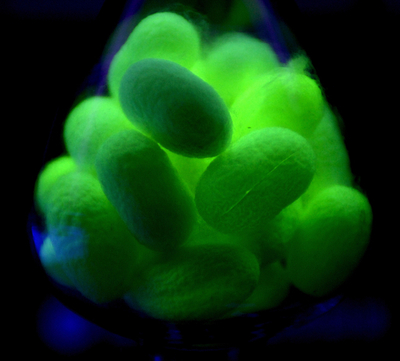 遺伝子組み換えで蛍光色に光るカイコの繭