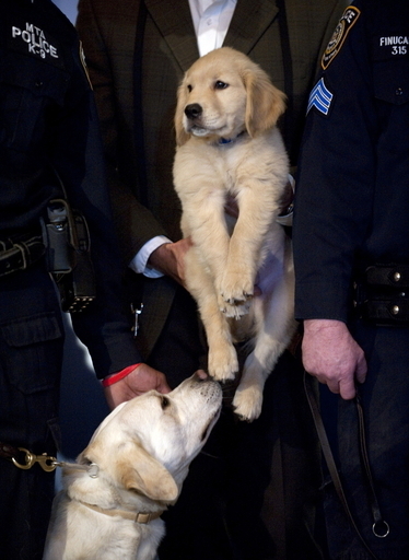 豪男性、飼い犬のゴールデンレトリバーと結婚