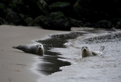 【今日の1枚】波打ち際にヒョッコリ、人に守られ安心 ベルギー
