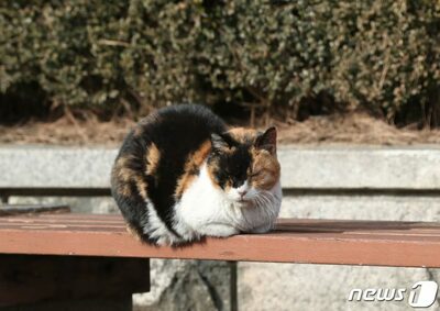 野良猫8匹を9キロ離れた工場地帯近くに放置…韓国・30代男性に罰金500万ウォン