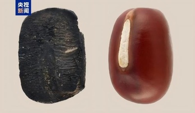 中国　9000年前の炭化アズキ発見 「多地域起源説」に新証拠