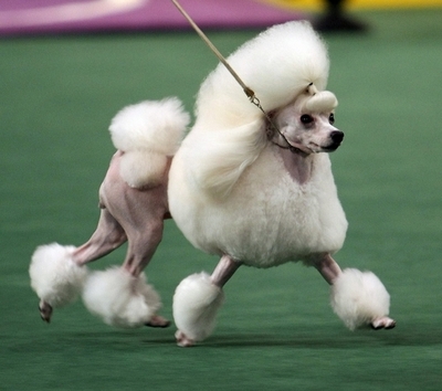 ＜08米大統領選挙＞「オバマ大統領」にはプードルがふさわしい、米調査結果