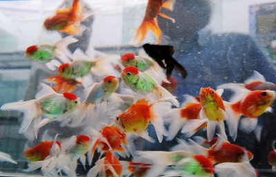 インド・ハイデラバードで魚食推進イベント