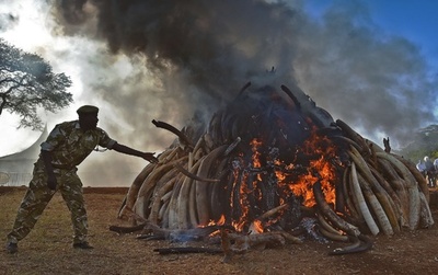 モザンビークの野生ゾウ、密猟で半減
